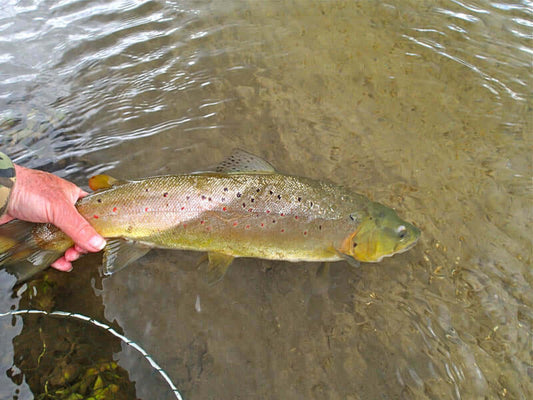 HOT Weather Flyfishing Tips ... Was Salmoniden bei heißen Temperaturen nicht brauchen...