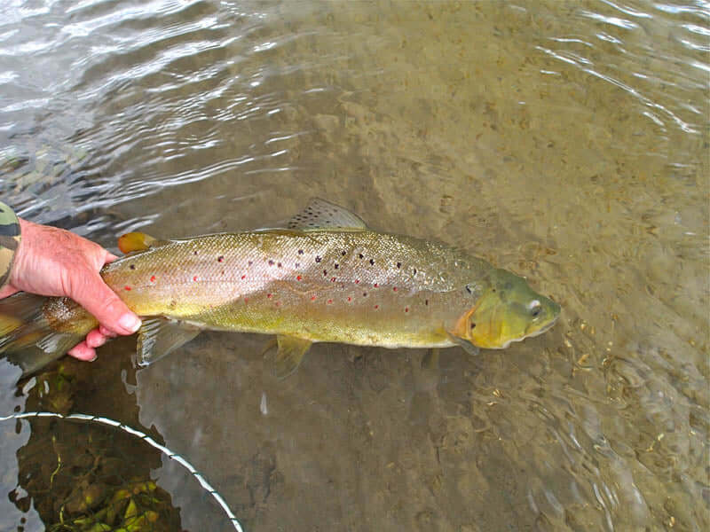 HOT Weather Flyfishing Tips ... Was Salmoniden bei heißen Temperaturen nicht brauchen...