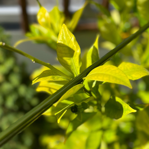 Hitokiri Baitcasting / Spinning BFS Blank 6,3ft 1-8gr. 3 tlg